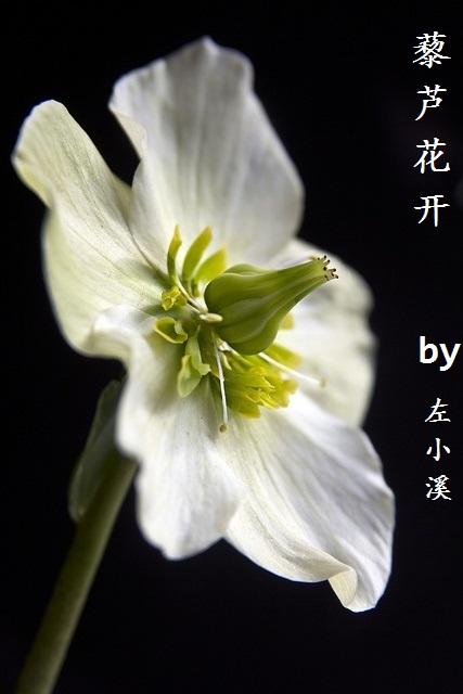 hellebore flowers hellebore flowers