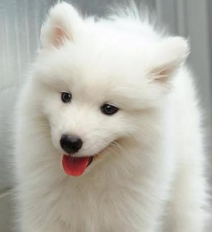 Sesshomaru, do you still remember the friendship between you and me as childhood sweethearts?