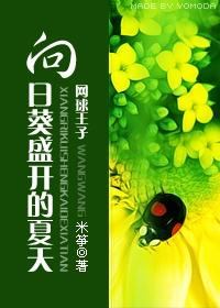 sunflower blooming summer