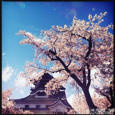 [Touken Ranbu] Drinking River Stone in Diwan, Luzhou